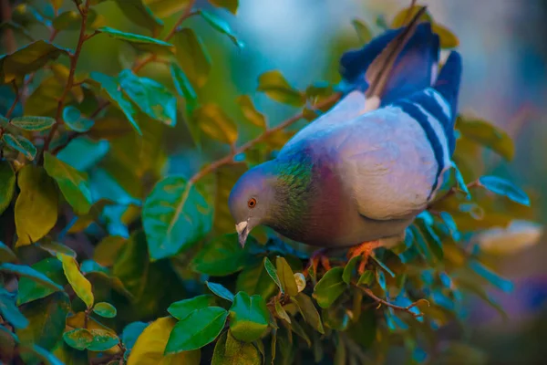 Pigeon Dans Destination Touristes Barcelone Espagne Barcelone Est Connue Comme — Photo