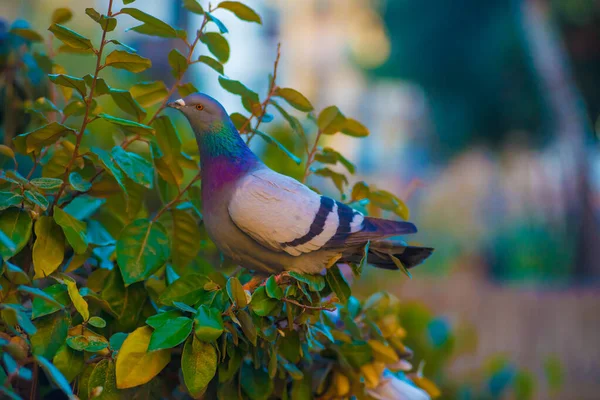 Pigeon Tourists Destination Barcelona Spain Barcelona Known Artistic City Located — Stock Photo, Image