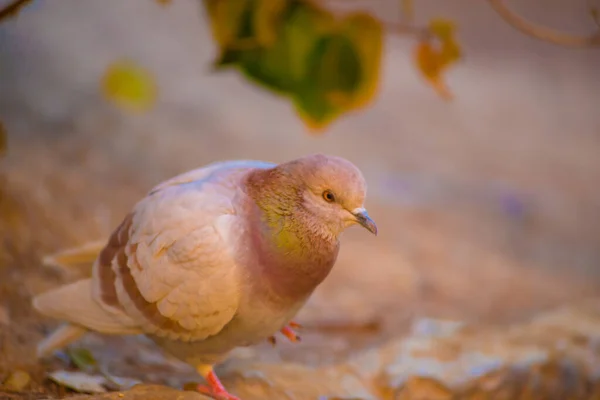 Pigeon Tourists Destination Barcelona Spain Barcelona Known Artistic City Located — Stock Photo, Image