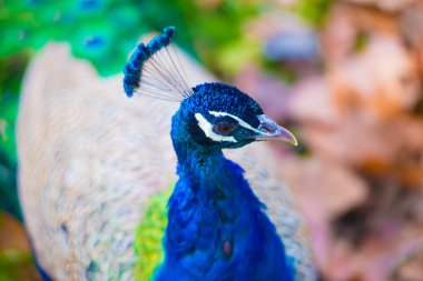 Barselona, İspanya 'da Peacock. Barcelona, İspanya 'nın doğu kıyısında yer alan bir Artistik şehir olarak bilinir.