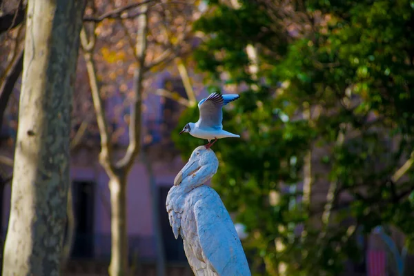Птица Туристическом Направлении Барселона Испания Барселона Известна Художественный Город Расположенный — стоковое фото