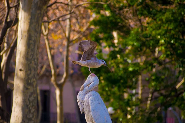 Aves Destino Los Turistas Barcelona España Barcelona Conocida Como Una —  Fotos de Stock