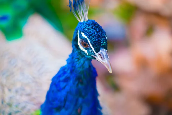 Peacock Στη Βαρκελώνη Ισπανία Βαρκελώνη Είναι Γνωστή Μια Καλλιτεχνική Πόλη — Φωτογραφία Αρχείου