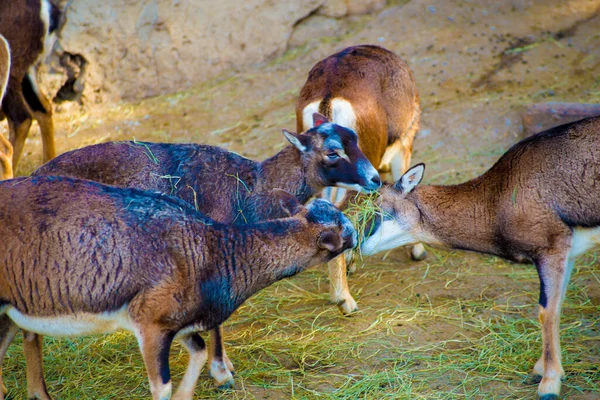 Animales Barcelona España Barcelona Conocida Como Una Ciudad Artística Situada — Foto de Stock