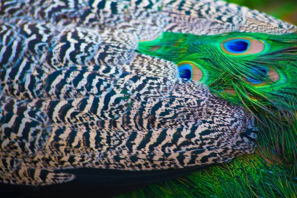 Peacock Στη Βαρκελώνη Ισπανία Βαρκελώνη Είναι Γνωστή Μια Καλλιτεχνική Πόλη — Φωτογραφία Αρχείου