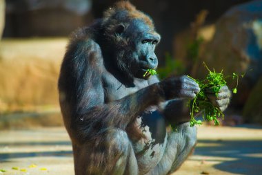 İspanya, Barselona 'da bir goril. Barcelona, İspanya 'nın doğu kıyısında yer alan bir Artistik şehir olarak bilinir.
