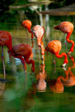 Flamingolar İspanya 'nın Barselona kentinde turist durağındalar. Barcelona, İspanya 'nın doğu kıyısında yer alan bir Artistik şehir olarak bilinir.