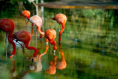 Flamingolar İspanya 'nın Barselona kentinde turist durağındalar. Barcelona, İspanya 'nın doğu kıyısında yer alan bir Artistik şehir olarak bilinir.