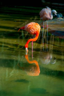 Flamingolar İspanya 'nın Barselona kentinde turist durağındalar. Barcelona, İspanya 'nın doğu kıyısında yer alan bir Artistik şehir olarak bilinir.