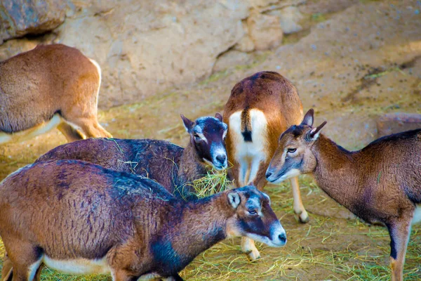 Animaux Barcelone Espagne Barcelone Est Connue Comme Une Ville Artistique — Photo