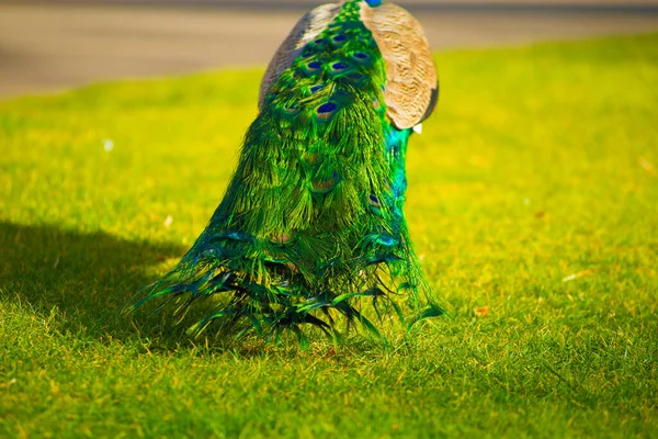 Peacock Barcelonában Spanyolországban Barcelona Ismert Mint Egy Művészeti Város Található — Stock Fotó