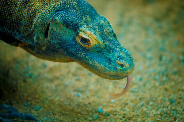 Iguana Tourists Destination Barcelona Spain Barcelona Known Artistic City Located — Stock Photo, Image