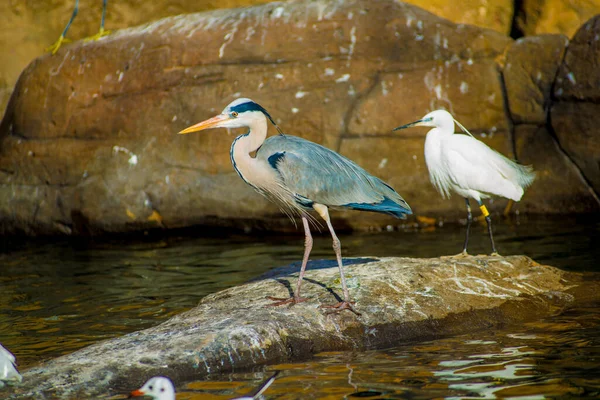 Oiseaux Barcelone Espagne Barcelone Est Connue Comme Une Ville Artistique — Photo