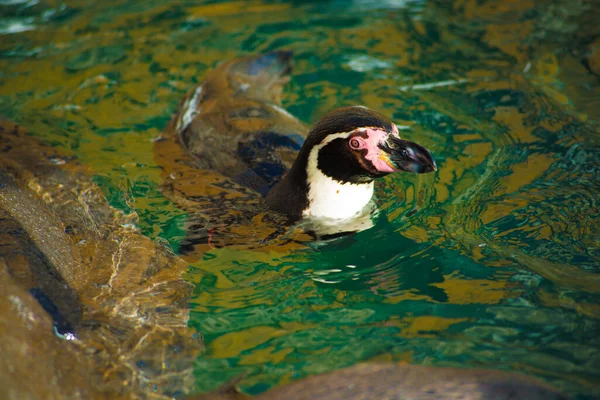 Pinguins Barcelona Espanha Barcelona Conhecida Como Uma Cidade Artística Localizada — Fotografia de Stock