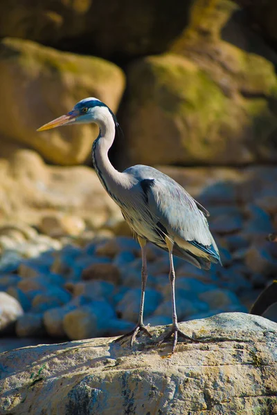 Oiseaux Barcelone Espagne Barcelone Est Connue Comme Une Ville Artistique — Photo