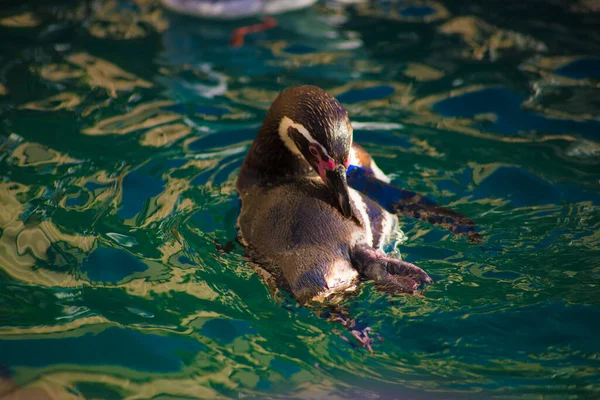 スペイン バルセロナのペンギン バルセロナはスペインの東海岸に位置する芸術都市として知られています — ストック写真