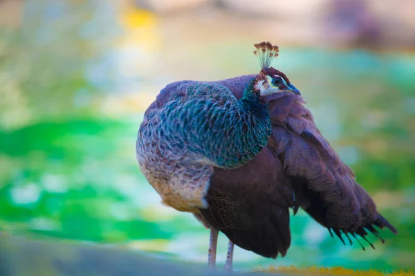Peacock Στον Τουριστικό Προορισμό Βαρκελώνη Ισπανία Βαρκελώνη Είναι Γνωστή Μια — Φωτογραφία Αρχείου