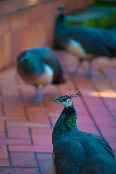 Peacocks Στον Τουριστικό Προορισμό Βαρκελώνη Ισπανία Βαρκελώνη Είναι Γνωστή Μια — Φωτογραφία Αρχείου