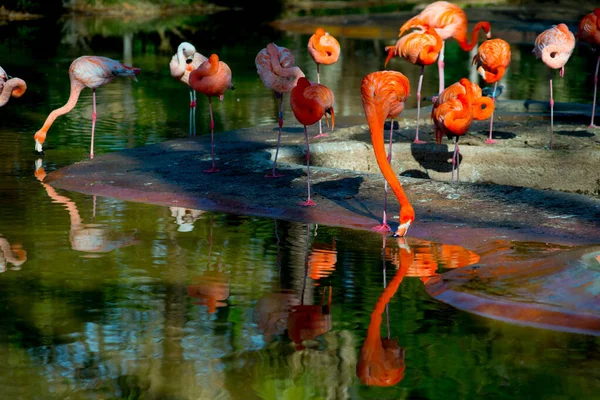 Flamingos Tourists Destination Barcelona Spain Barcelona Known Artistic City Located — Stock Photo, Image