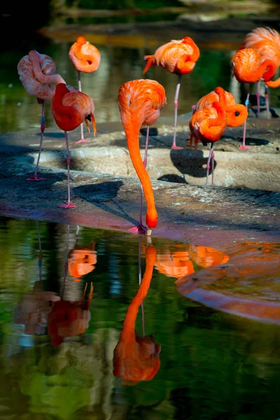 Flamants Roses Dans Destination Touristes Barcelone Espagne Barcelone Est Connue — Photo