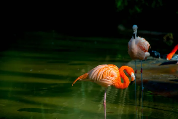 Flamingos Destino Turistas Barcelona Espanha Barcelona Conhecida Como Uma Cidade — Fotografia de Stock