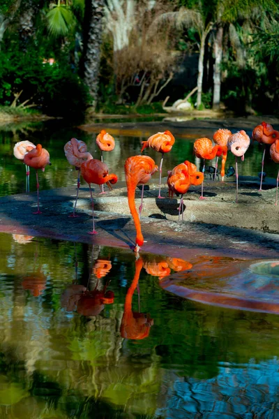 Flamingók Turisták Célállomáson Barcelona Spanyolország Barcelona Ismert Mint Egy Művészeti — Stock Fotó