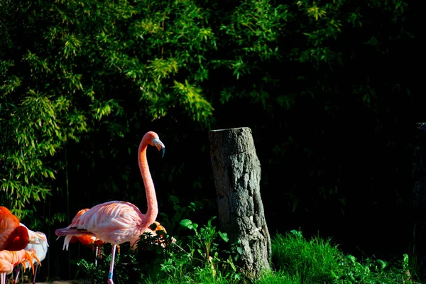 Flamingos Tourists Destination Barcelona Spain Barcelona Known Artistic City Located — Stock Photo, Image