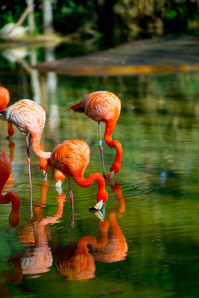 Flamingos in the Tourists destination Barcelona, Spain. Barcelona is known as an Artistic city located in the east coast of Spain