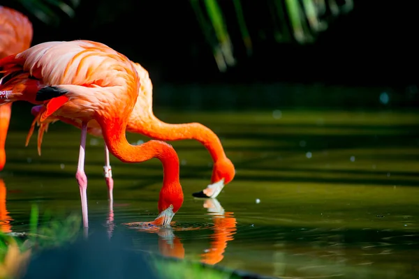 Flamingolar Spanya Nın Barselona Kentinde Turist Durağındalar Barcelona Spanya Nın — Stok fotoğraf