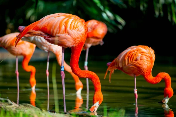 Flamants Roses Dans Destination Touristes Barcelone Espagne Barcelone Est Connue — Photo