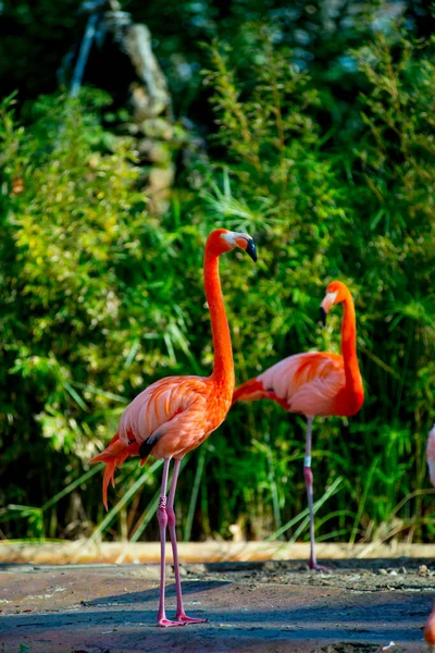 Flamingor Turistmål Barcelona Spanien Barcelona Känd Som Konstnärlig Stad Belägen — Stockfoto