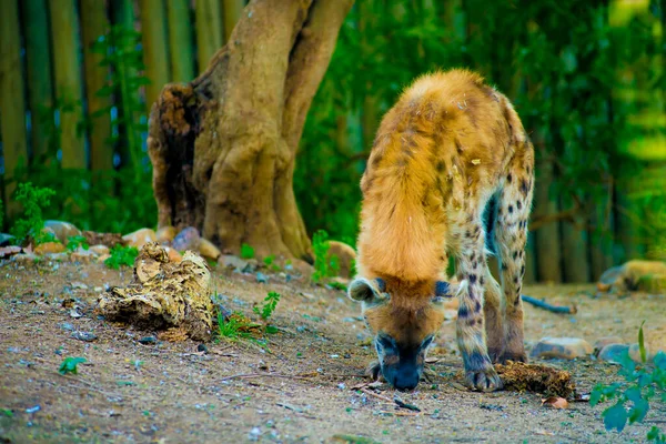 Animal Tourists Destination Barcelona Spanyolország Barcelona Ismert Mint Egy Művészeti — Stock Fotó