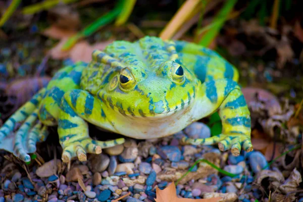 Frog Tourists Destination Barcelona Spain Barcelona Known Artistic City Located — Stock Photo, Image