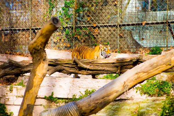 Tiger Tourists Destination Barcelona Spain Barcelona Known Artistic City Located — Stock Photo, Image