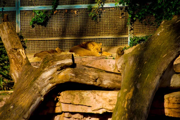 Lion Dans Destination Touristes Barcelone Espagne Barcelone Est Connue Comme — Photo