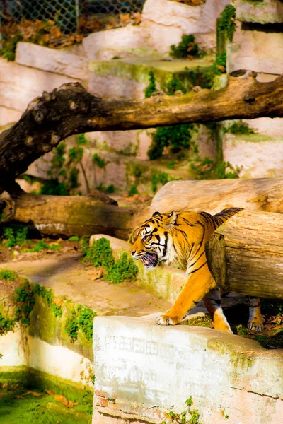 Tiger Tourists Destination Barcelona Spain Barcelona Known Artistic City Located — Stock Photo, Image