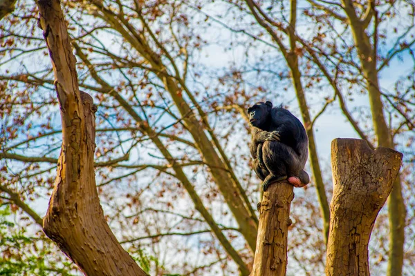 Gorilla Barcelona Spain Barcelona Known Artistic City Located East Coast — Stock Photo, Image