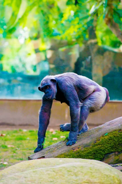 Gorilla Barcelona Spanje Barcelona Staat Bekend Als Een Artistieke Stad — Stockfoto