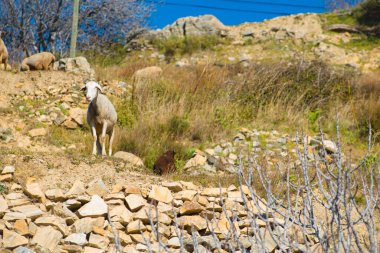 Cnar, İspanya 'nın Granada kentinde küçük bir dağ köyüdür. İspanya birçok turistik yere sahip bir Avrupa ülkesidir.