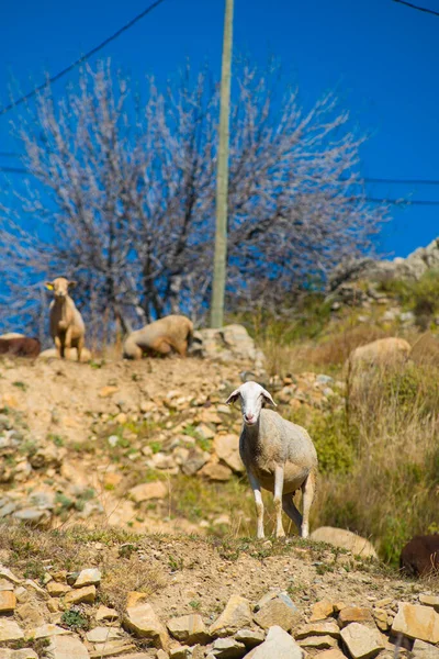 Cnar Невелике Гірське Село Гранаді Іспанія Іспанія Європейська Країна Яка — стокове фото