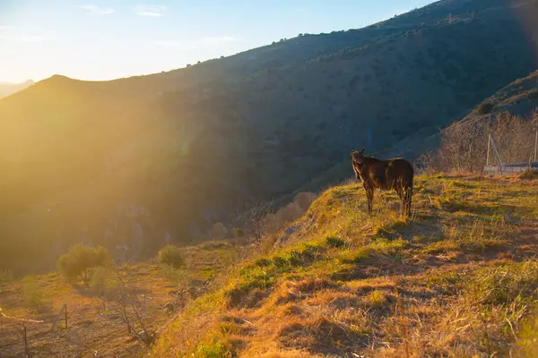 Cnar Uma Pequena Aldeia Montanhosa Granada Espanha Espanha País Europeu — Fotografia de Stock