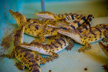 Filipinler 'deki timsahlar. Filipinler, Güneydoğu Asya 'da yer alan bir ülkedir. İklimleri çoğunlukla tropikal..