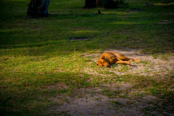 Stray Dog Nas Filipinas Filipinas País Localizado Sudeste Ásia Seu — Fotografia de Stock