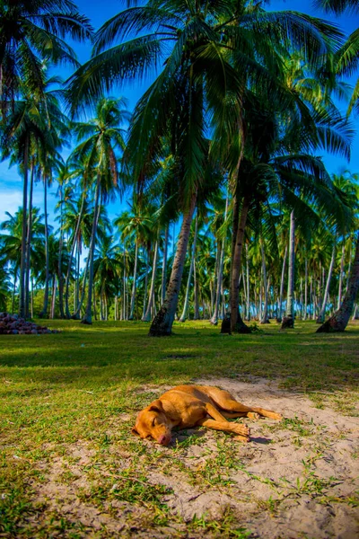 Stray Dog Nas Filipinas Filipinas País Localizado Sudeste Ásia Seu — Fotografia de Stock