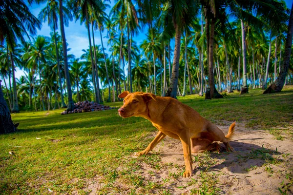Ein Streunender Hund Auf Den Philippinen Die Philippinen Sind Ein — Stockfoto