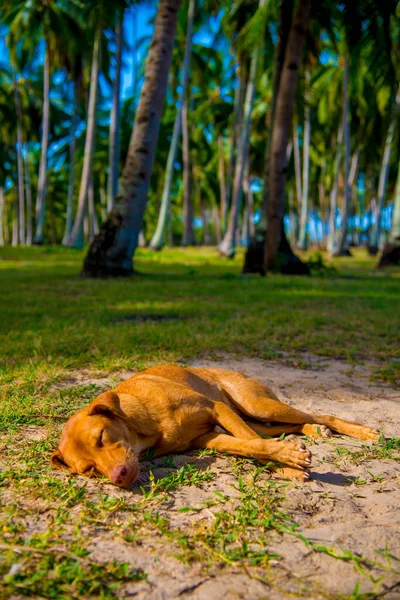Stray Dog Nas Filipinas Filipinas País Localizado Sudeste Ásia Seu — Fotografia de Stock