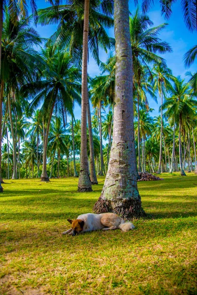 Stray Dog Nas Filipinas Filipinas País Localizado Sudeste Ásia Seu — Fotografia de Stock