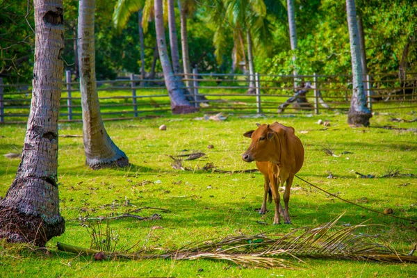 Una Vaca Filipinas Filipinas País Situado Sudeste Asiático Clima Principalmente — Foto de Stock