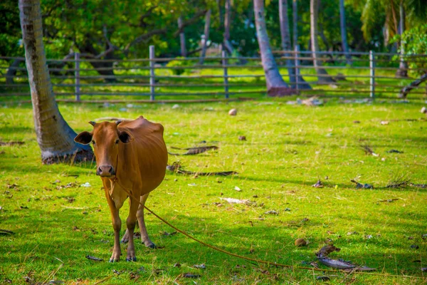 Μια Αγελάδα Στις Φιλιππίνες Φιλιππίνες Είναι Μια Χώρα Που Βρίσκεται — Φωτογραφία Αρχείου