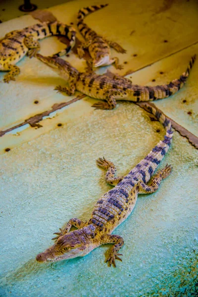 Krokodile Auf Den Philippinen Die Philippinen Sind Ein Land Südostasien — Stockfoto